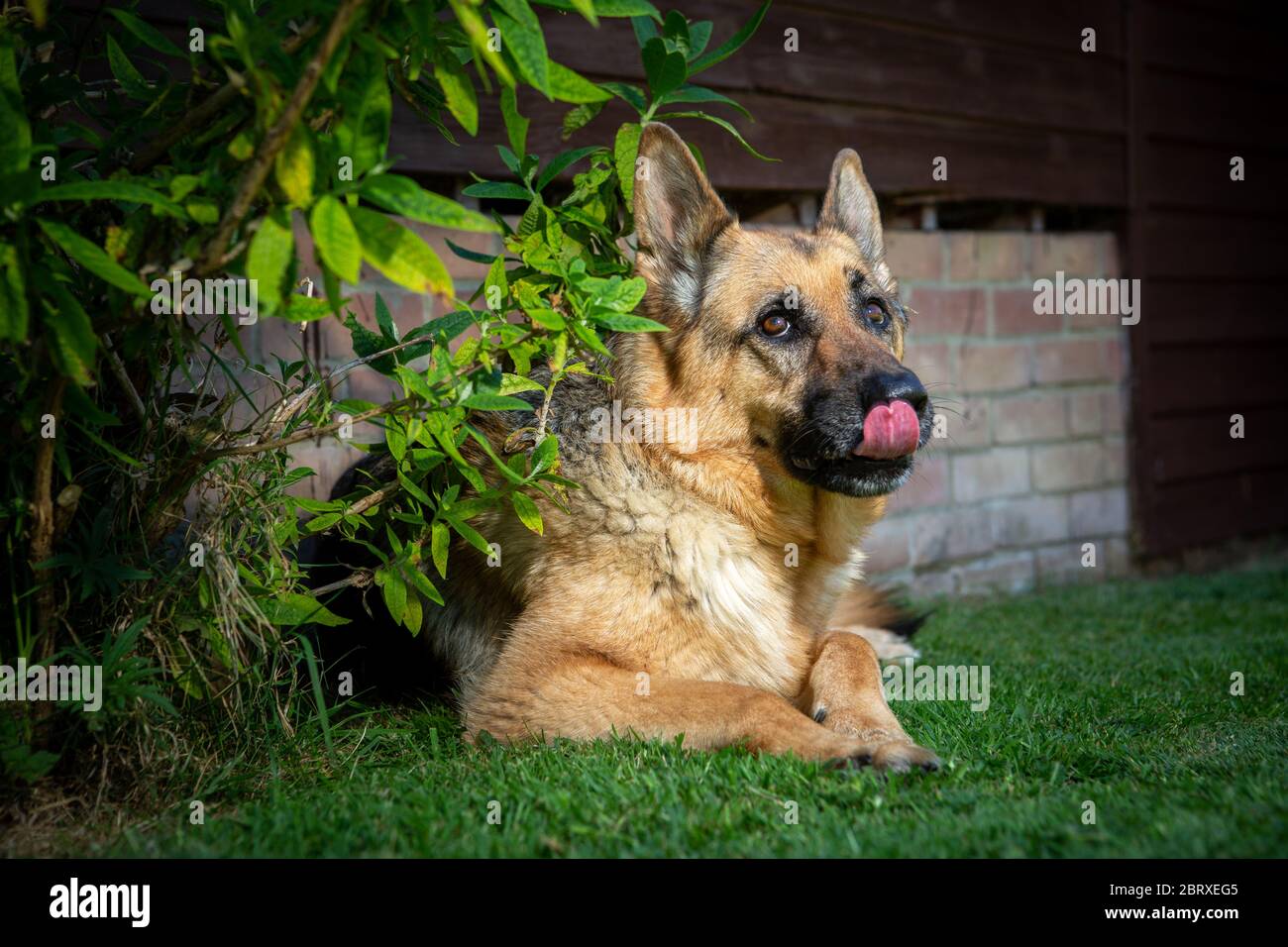Berger allemand chien alsacien léchant ses lèvres Photo Stock - Alamy
