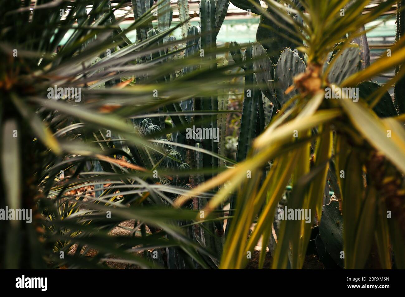 Cactus avec arrière-plan épines nettes. Fond de Tropial vert nature Banque D'Images