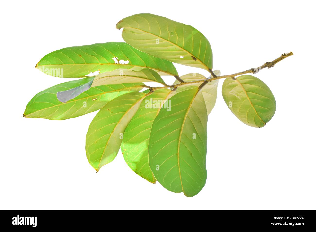 Feuilles vertes sur branche isolées sur fond blanc. Avec masque. Banque D'Images
