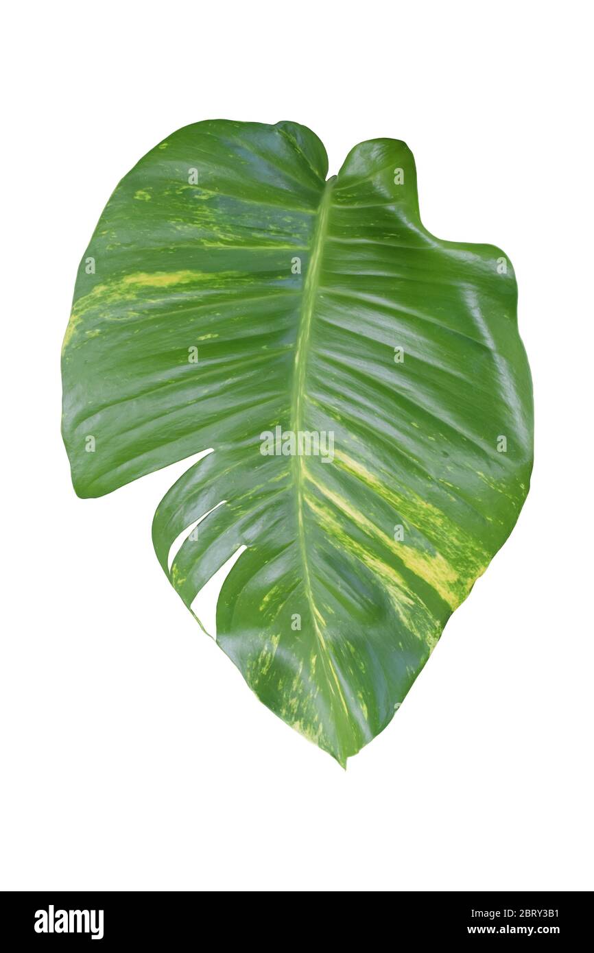 feuilles de monstère isolées sur fond blanc. Objet avec masque Banque D'Images