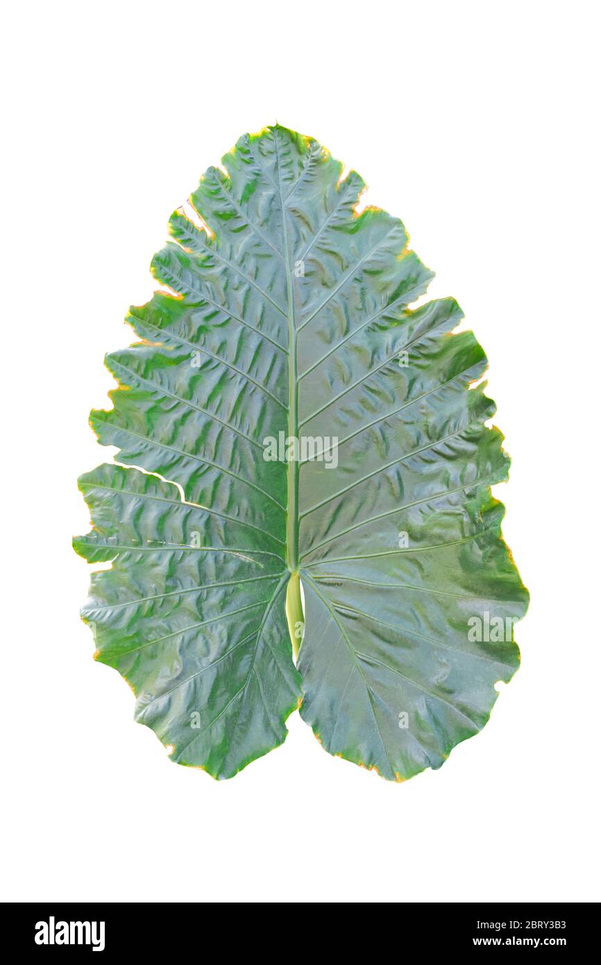 Oreille d'éléphant de plante tropicale isolée sur fond blanc. Avec chemin de coupure Banque D'Images