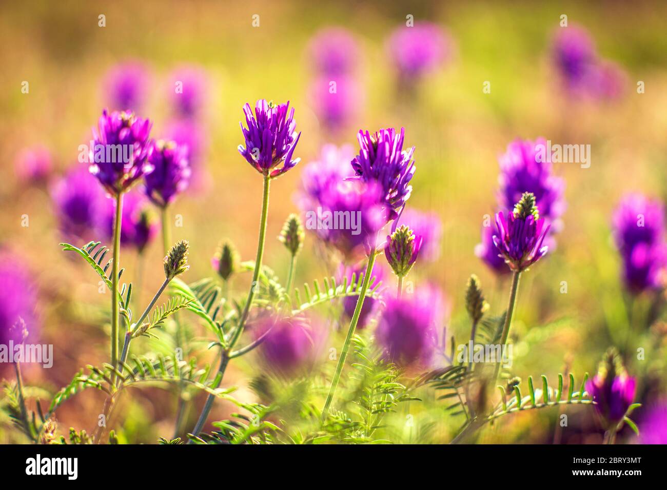 trèfle de prairie fleurs violettes croissant dans un champ ensoleillé Banque D'Images
