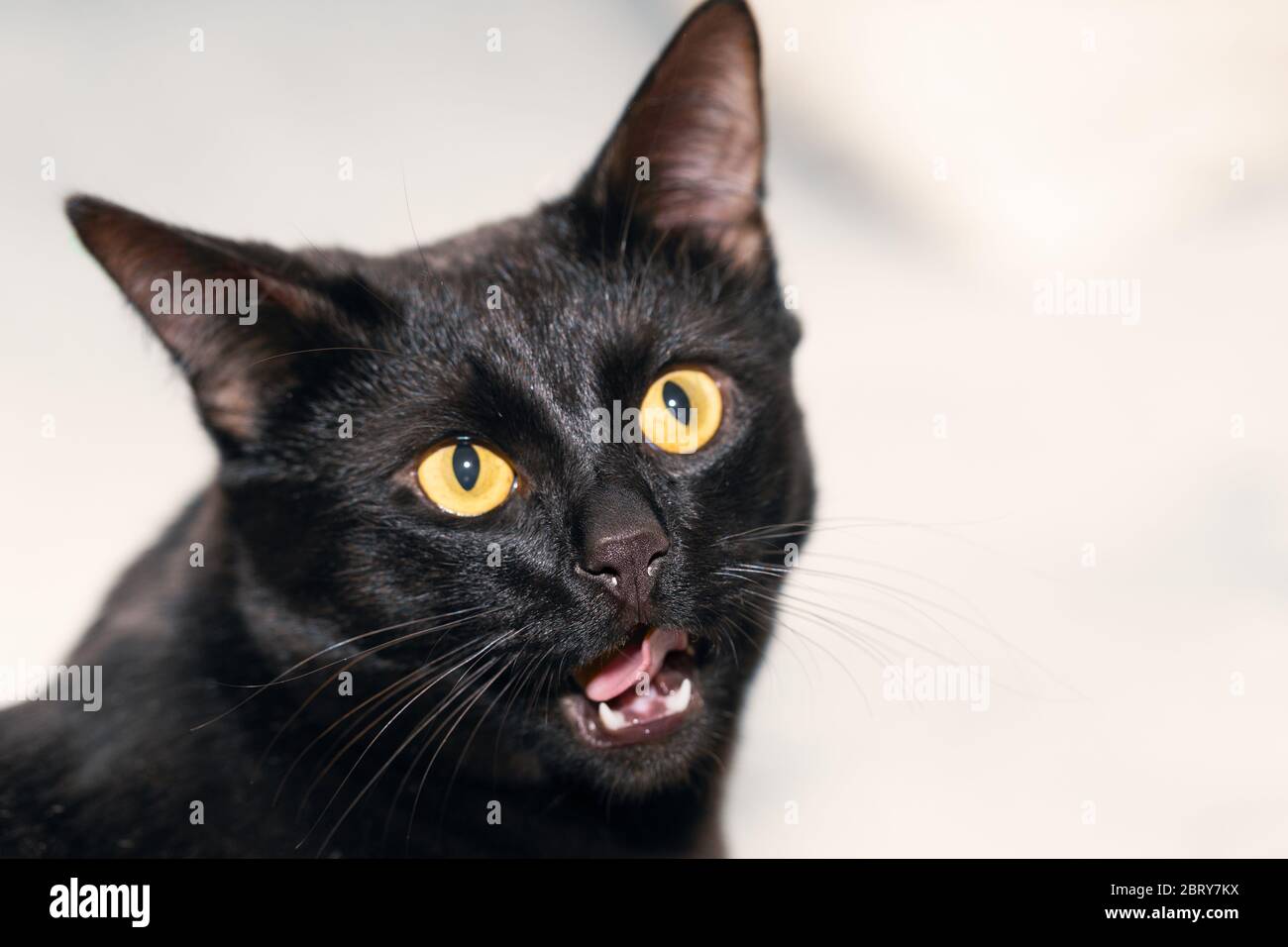 Portrait D Un Chat Noir Avec Sa Bouche Entrouverte Contre Un Arriere Plan Clair Photo Stock Alamy Portrait D Un Chat Noir Avec Sa Bouche Entrouverte Contre Un Arriere Plan Clair Photo Stock Alamy