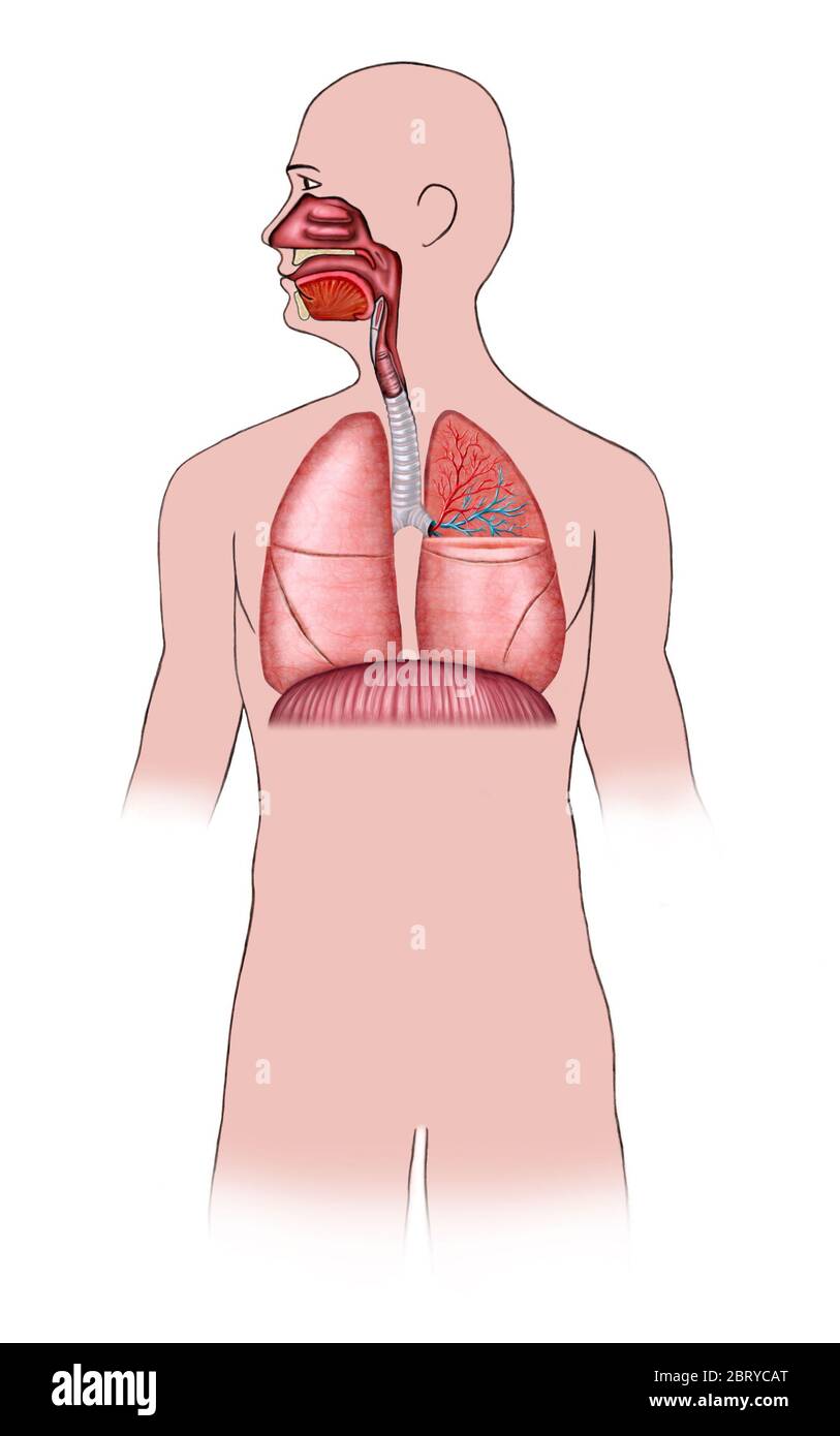 Système respiratoire humain. Illustration numérique. Banque D'Images