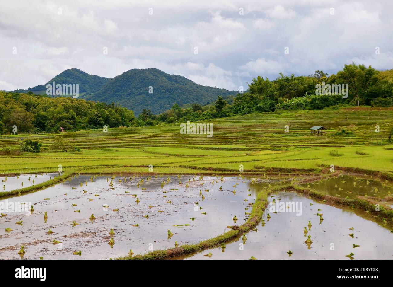 Terrasses de riz dans les montagnes près de Luang Prabang, Laos Banque D'Images