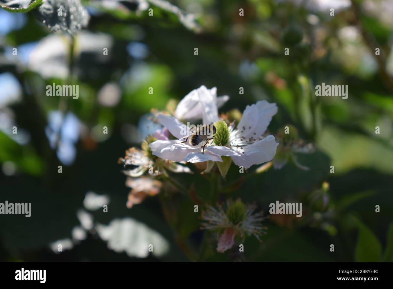 abeille sur des mûres en fleurs Banque D'Images