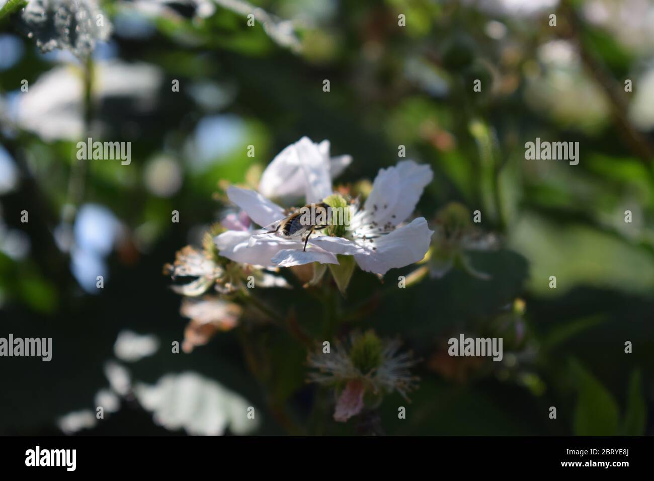 abeille sur des mûres en fleurs Banque D'Images