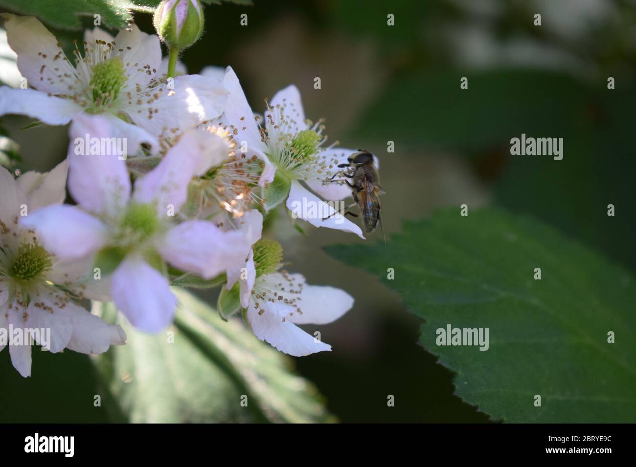 abeille sur des mûres en fleurs Banque D'Images