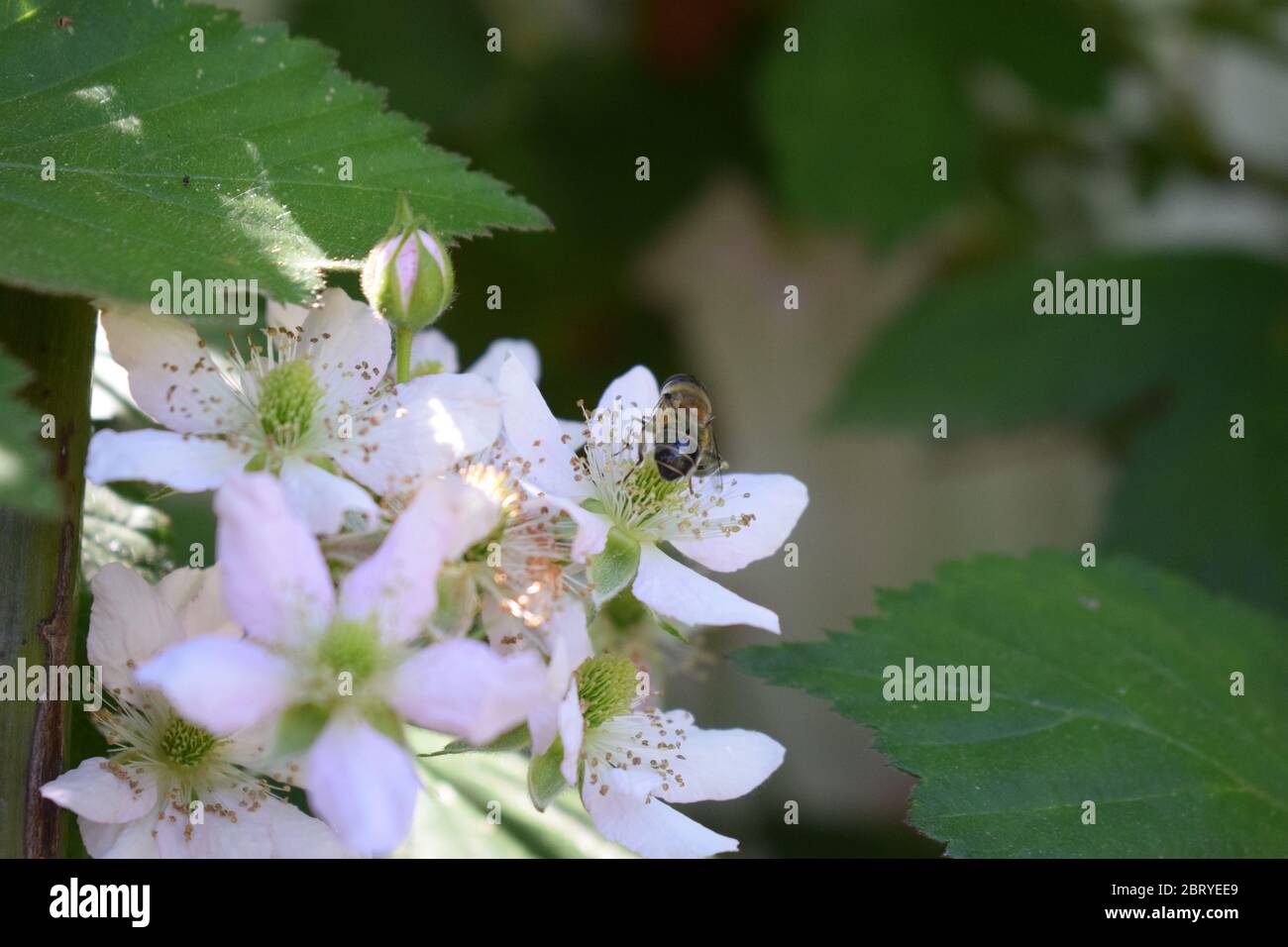 abeille sur des mûres en fleurs Banque D'Images