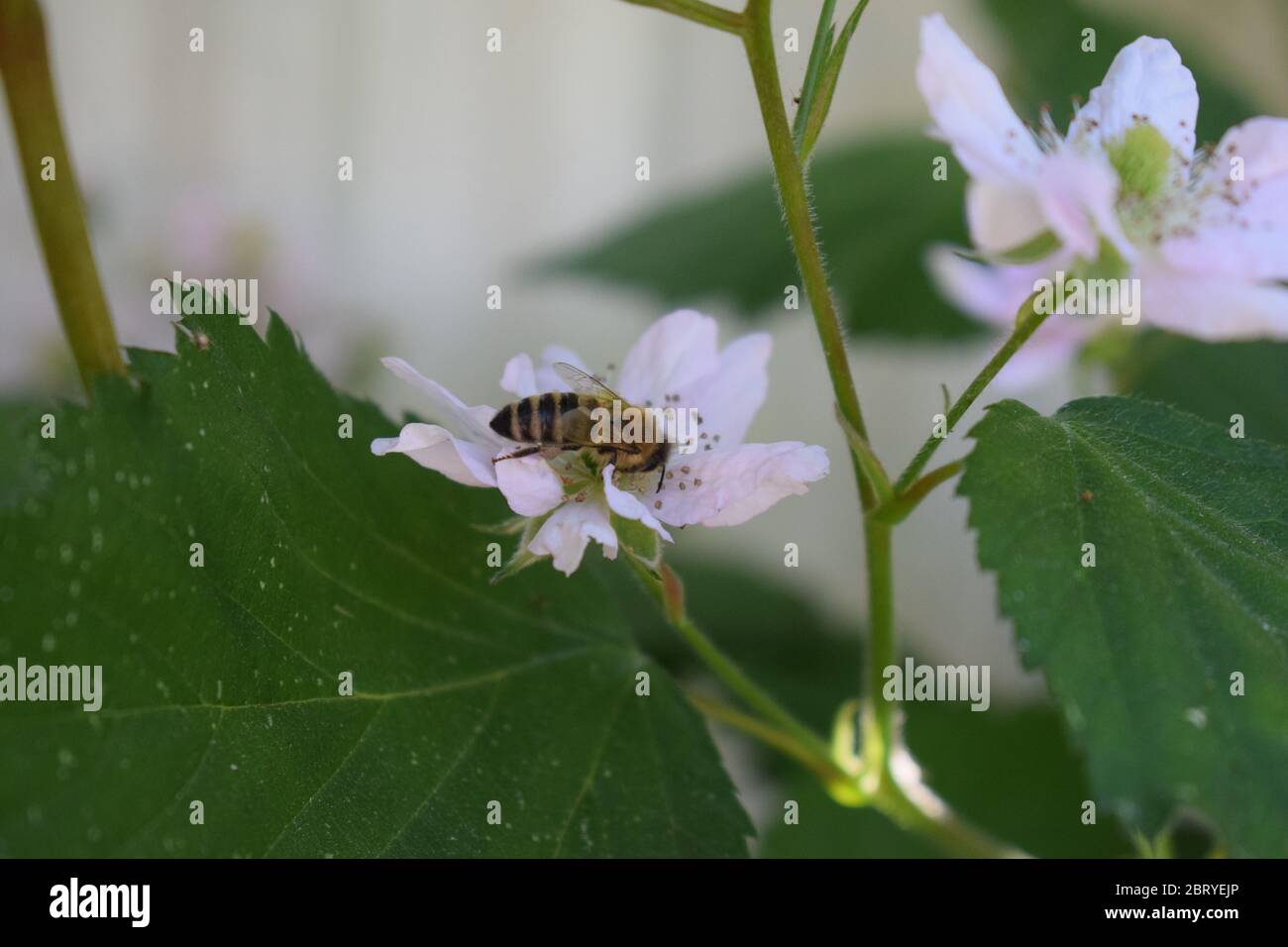 abeille sur des mûres en fleurs Banque D'Images