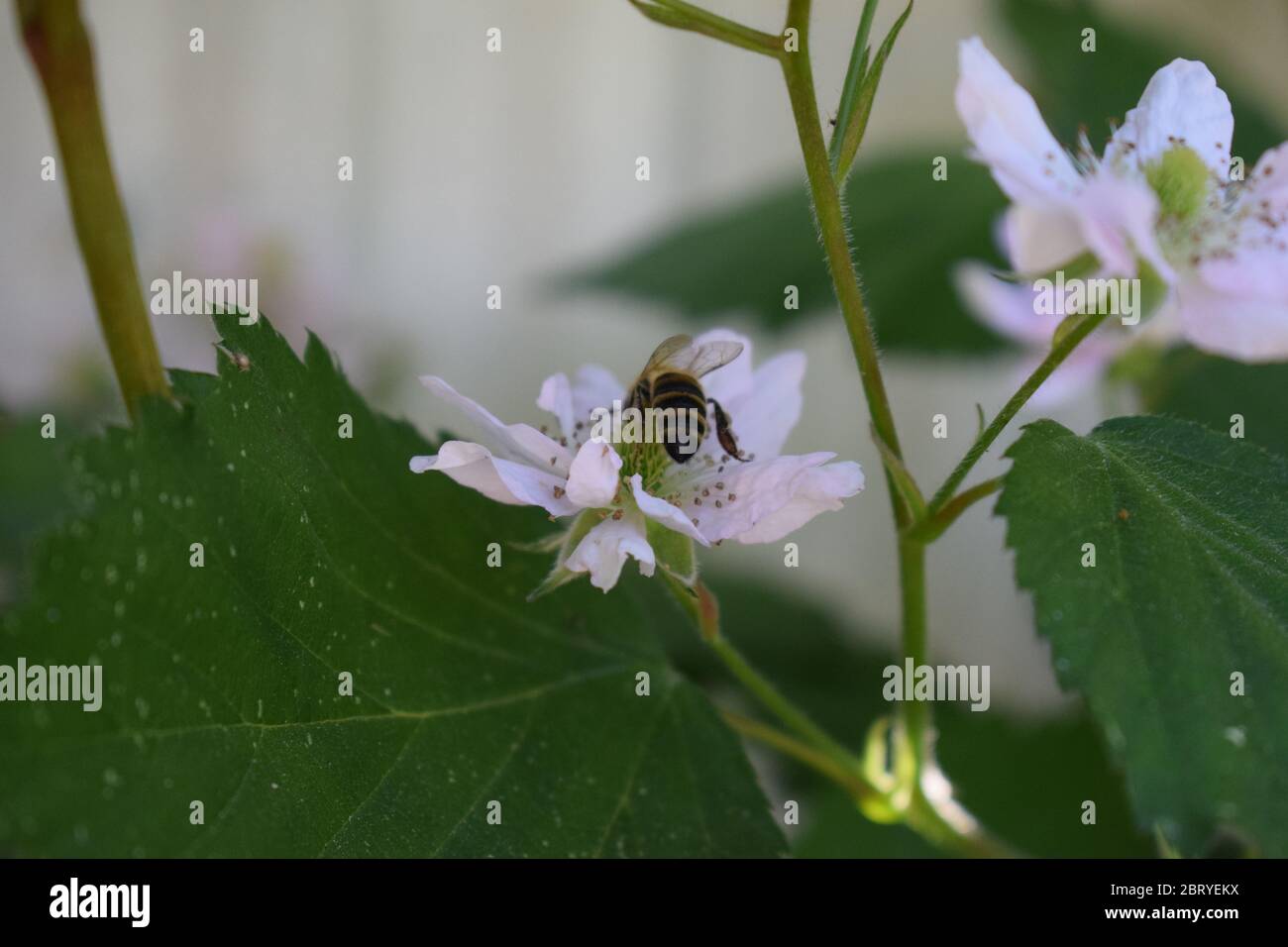 abeille sur des mûres en fleurs Banque D'Images