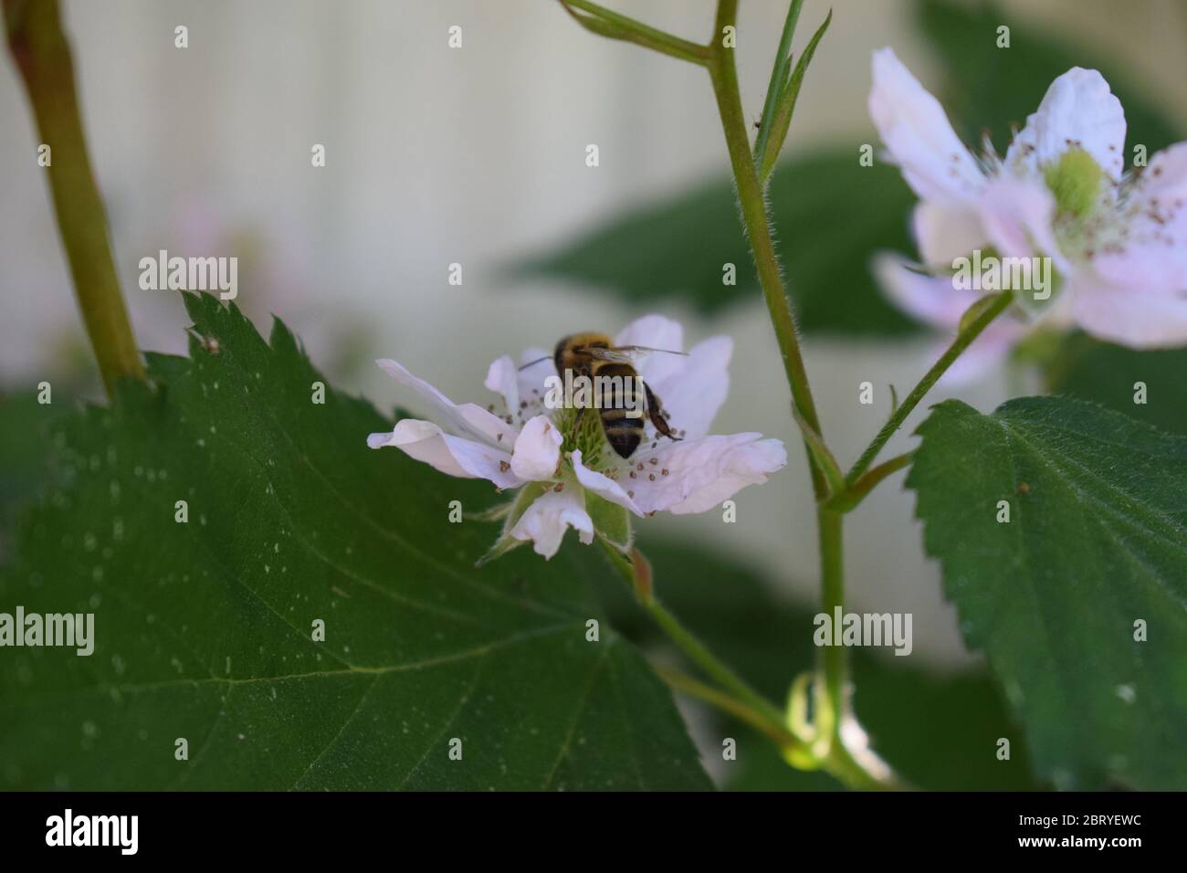 abeille sur des mûres en fleurs Banque D'Images