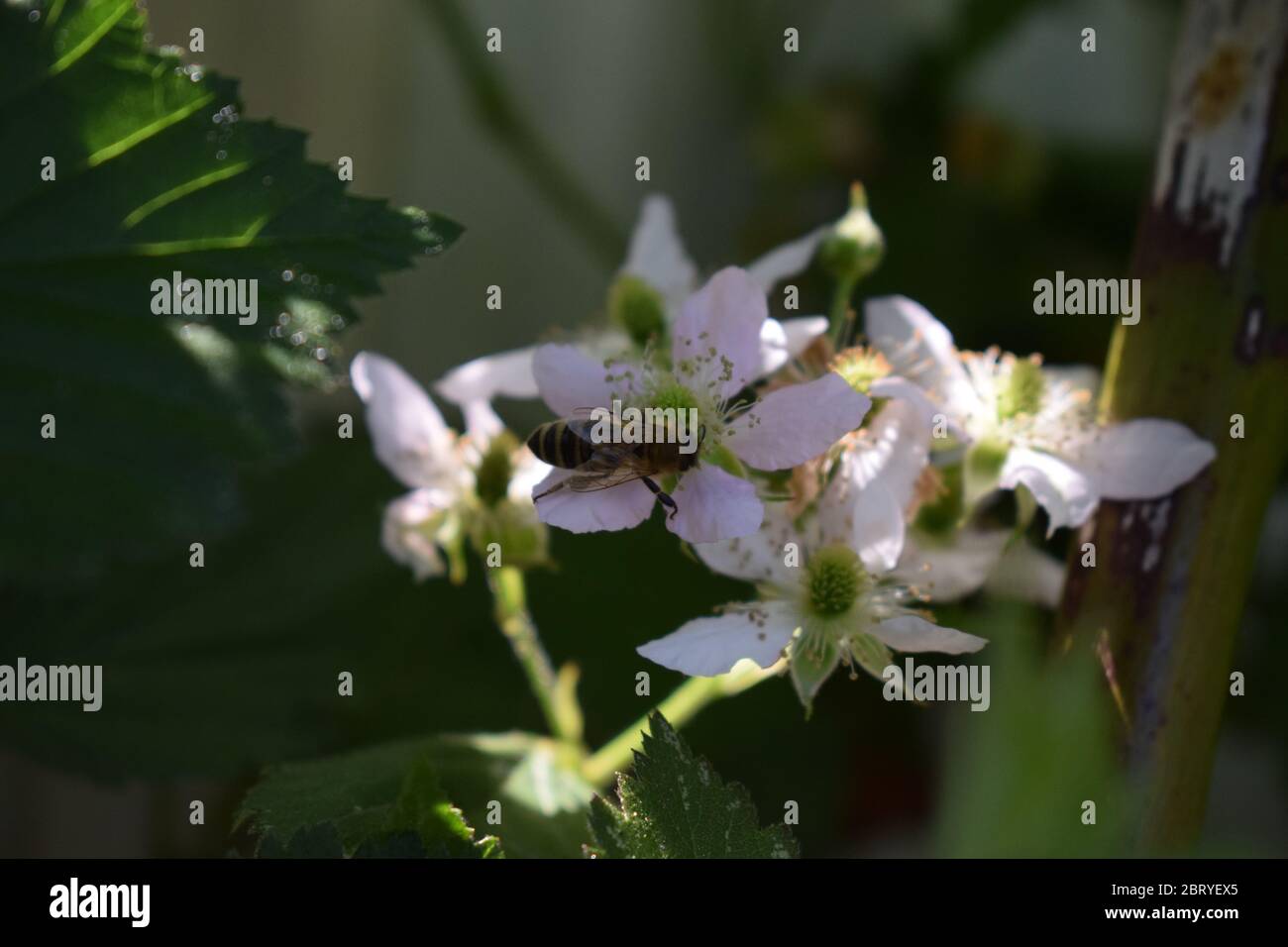 abeille sur des mûres en fleurs Banque D'Images