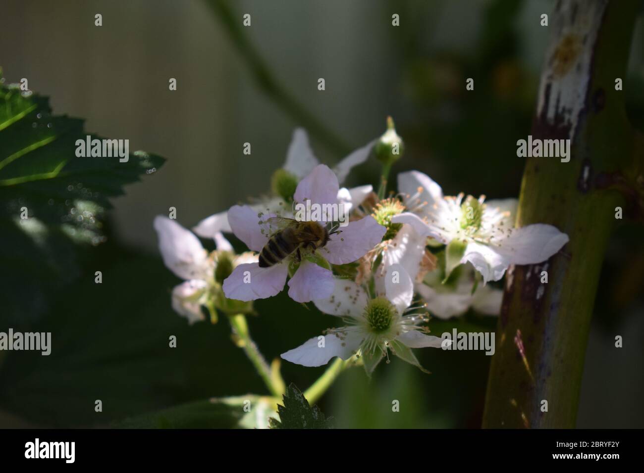 abeille sur des mûres en fleurs Banque D'Images