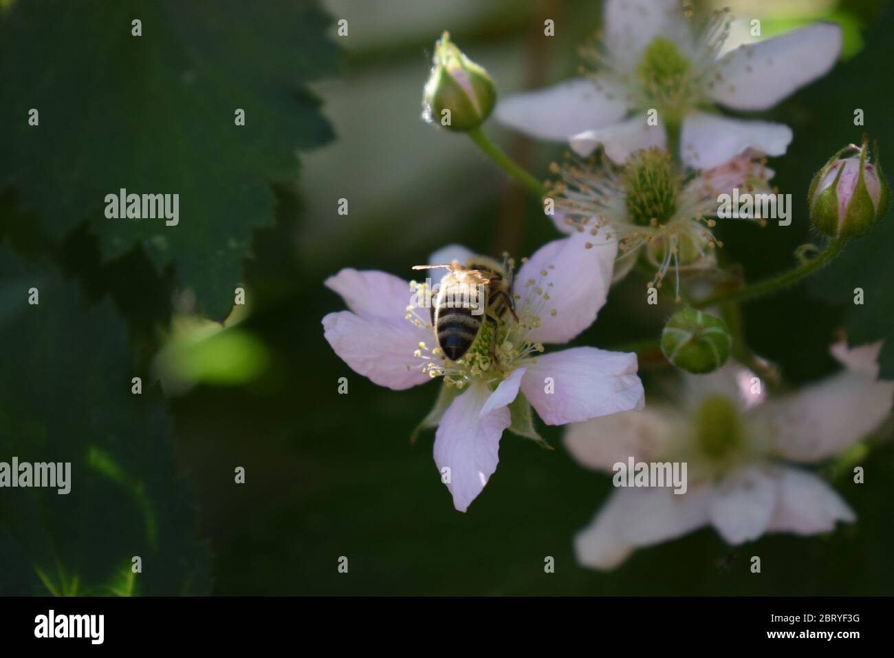abeille sur des mûres en fleurs Banque D'Images