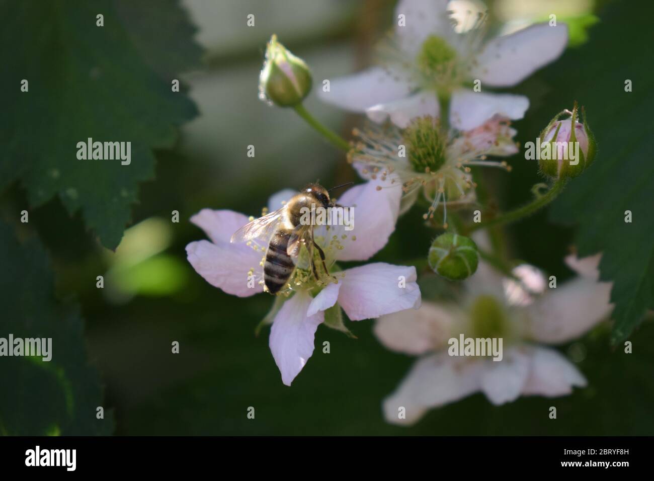 abeille sur des mûres en fleurs Banque D'Images