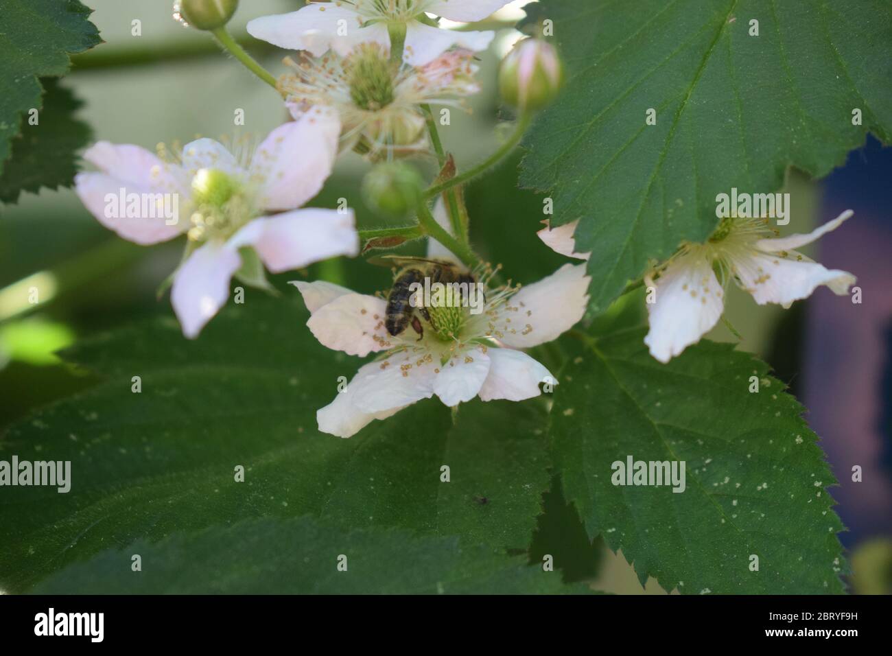 abeille sur des mûres en fleurs Banque D'Images