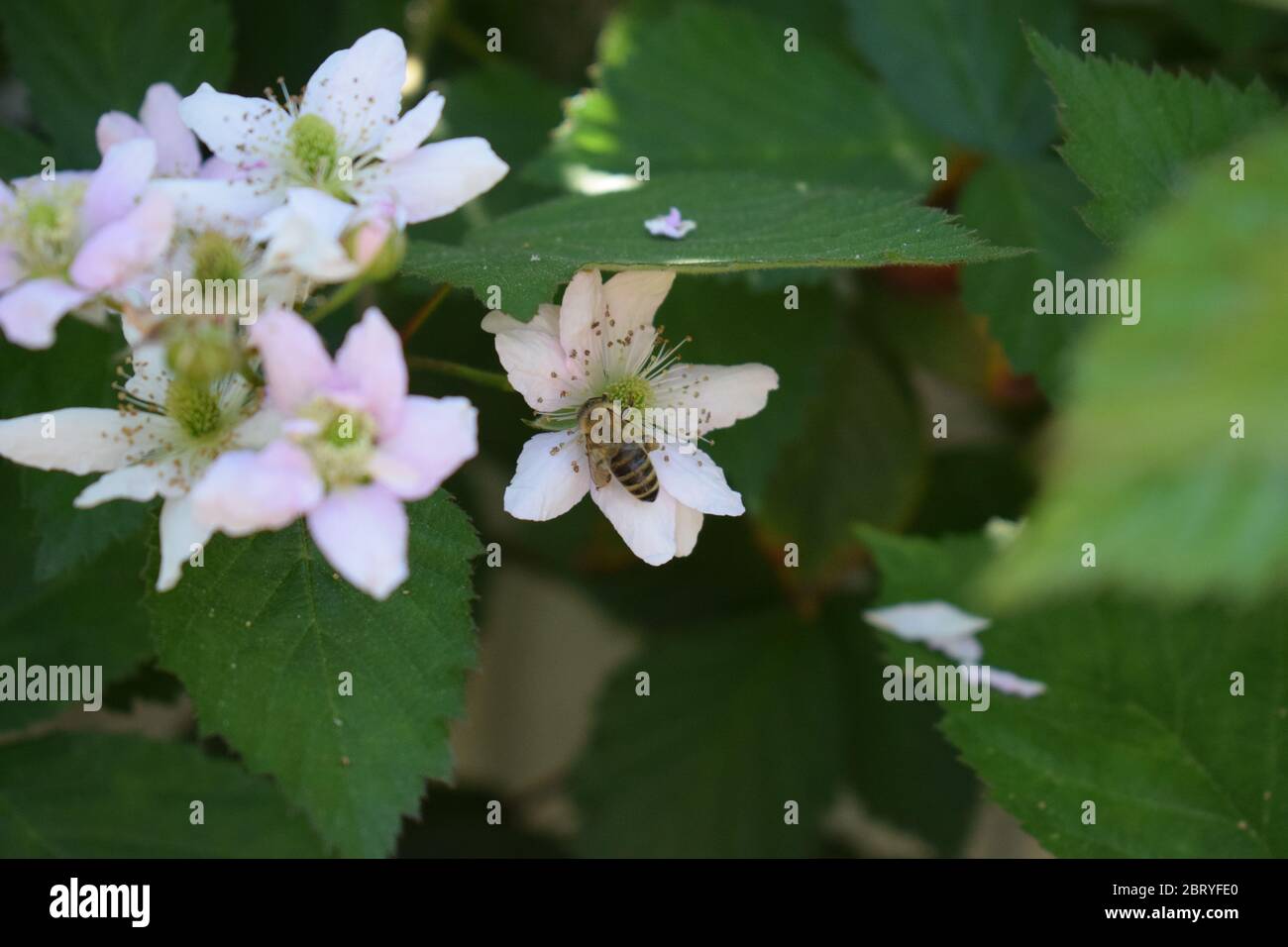 abeille sur des mûres en fleurs Banque D'Images