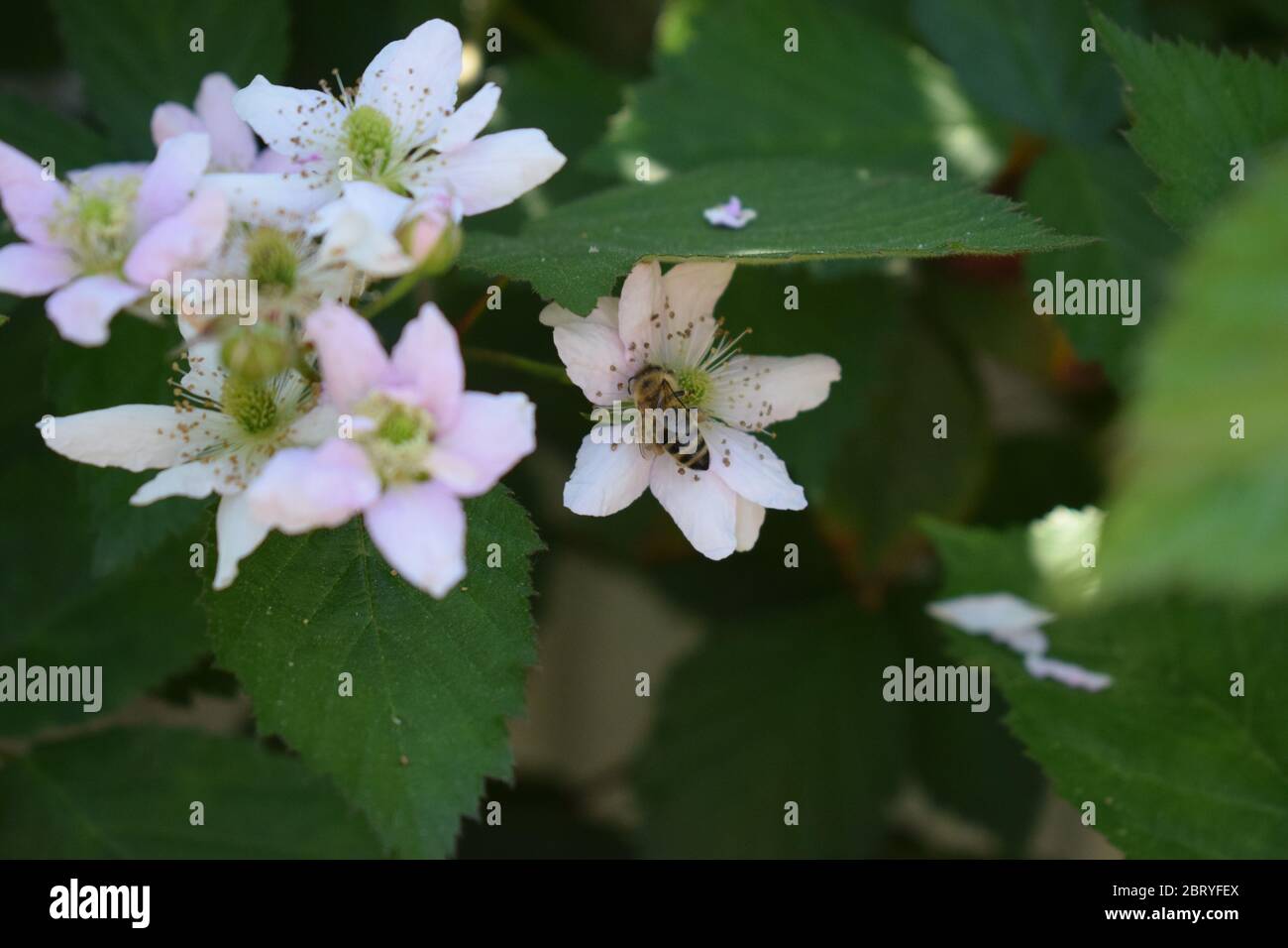 abeille sur des mûres en fleurs Banque D'Images