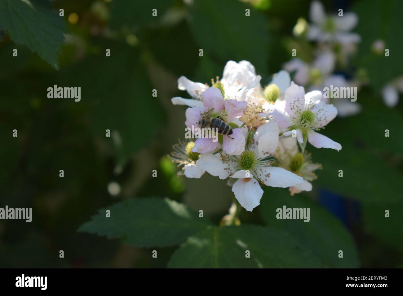 abeille sur des mûres en fleurs Banque D'Images