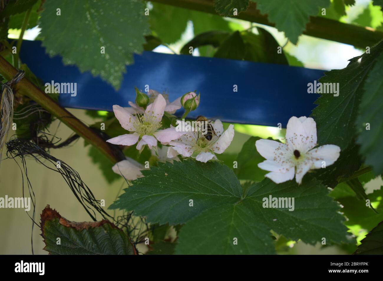 abeille sur des mûres en fleurs Banque D'Images
