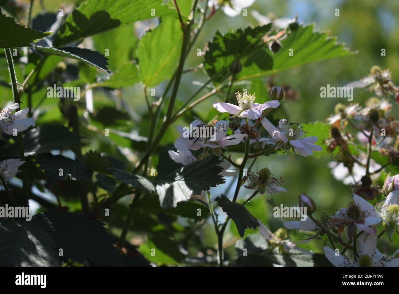 abeille sur des mûres en fleurs Banque D'Images