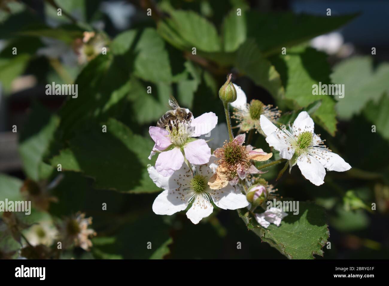 abeille sur des mûres en fleurs Banque D'Images