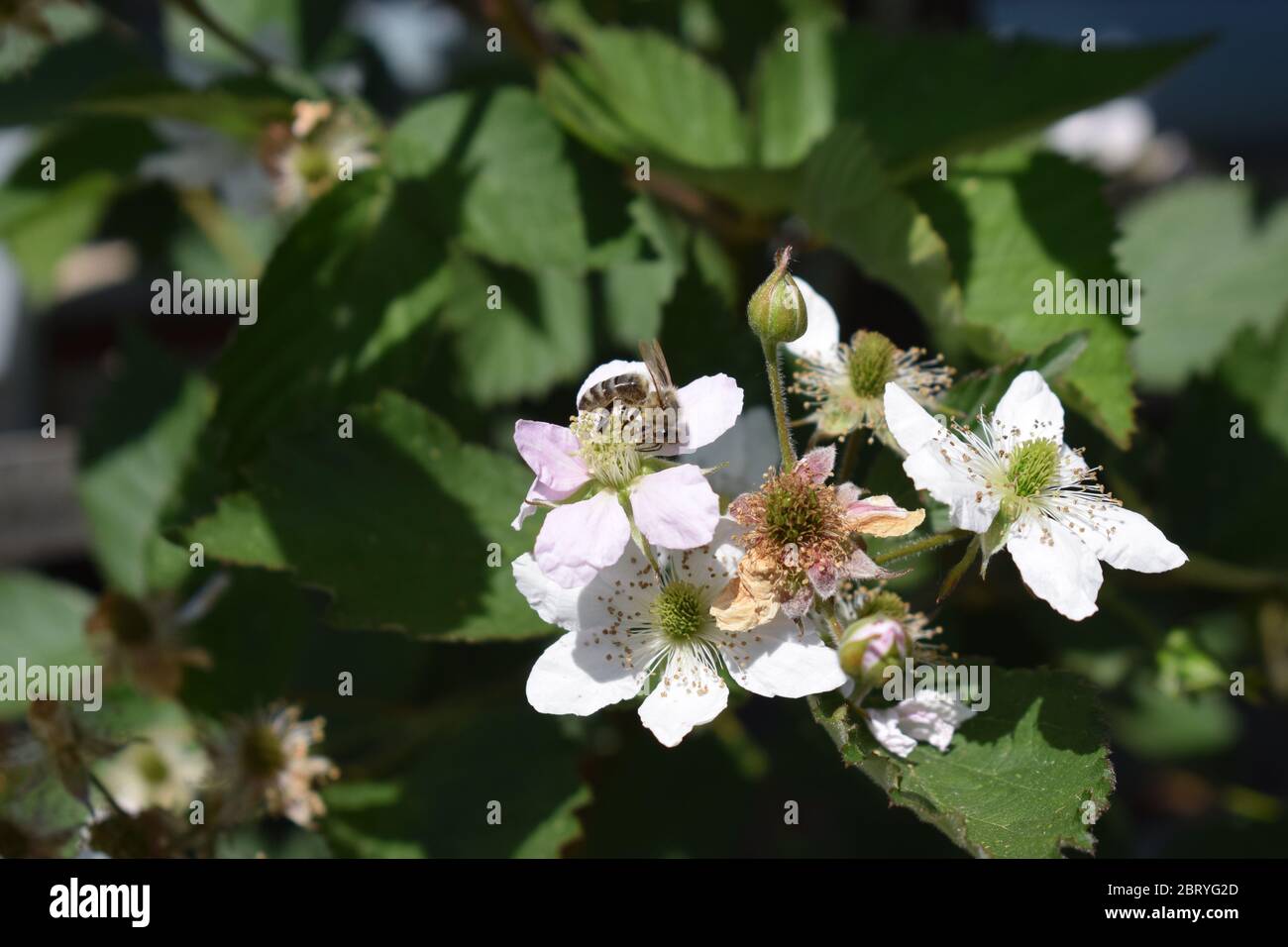 abeille sur des mûres en fleurs Banque D'Images