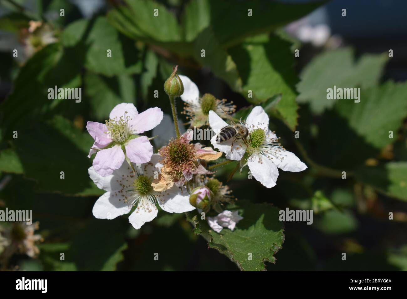 abeille sur des mûres en fleurs Banque D'Images