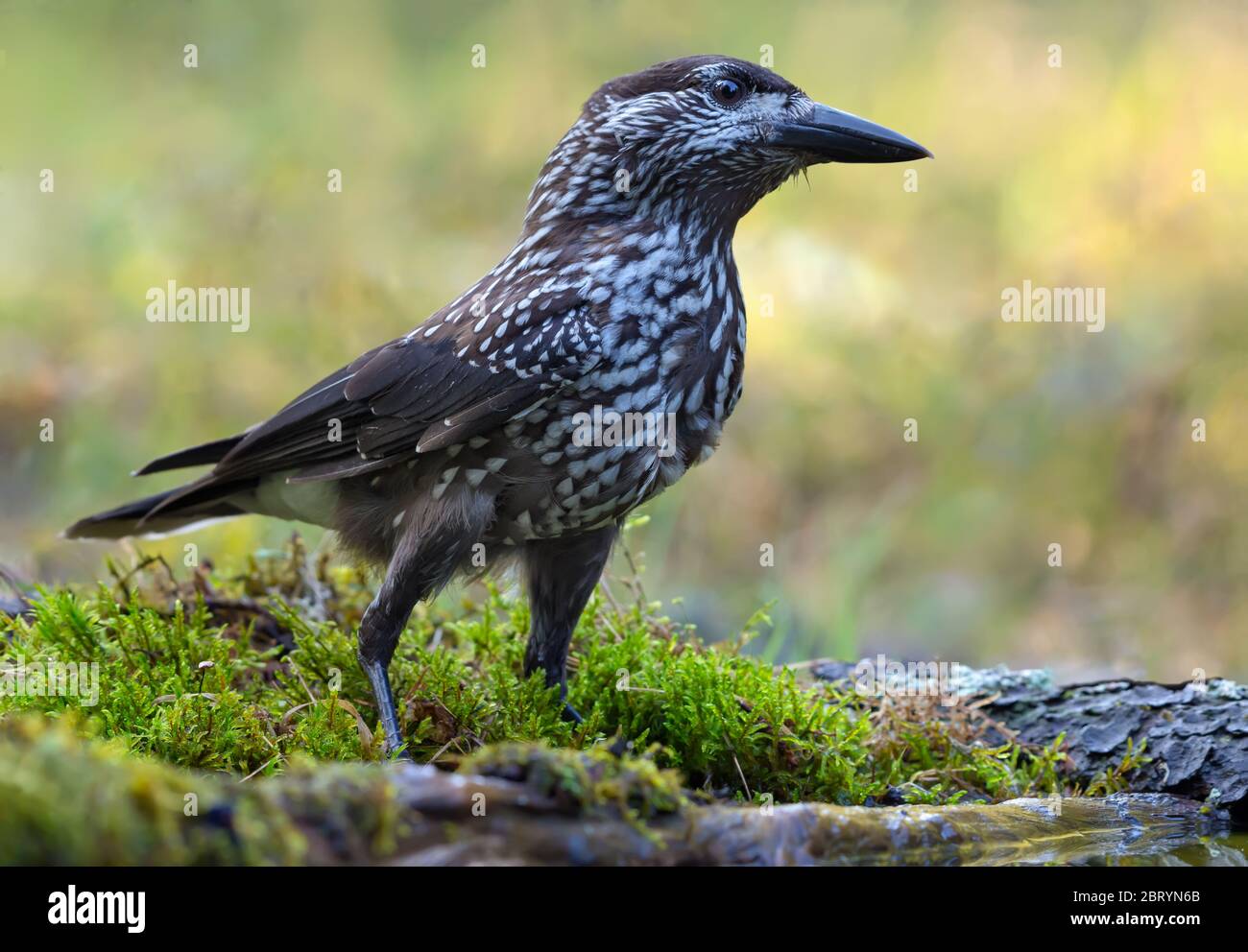 Casse-noisette tacheté eurasien (Nucifraga caryocatactes) posé sur un sol de mousse dans une forêt sombre Banque D'Images