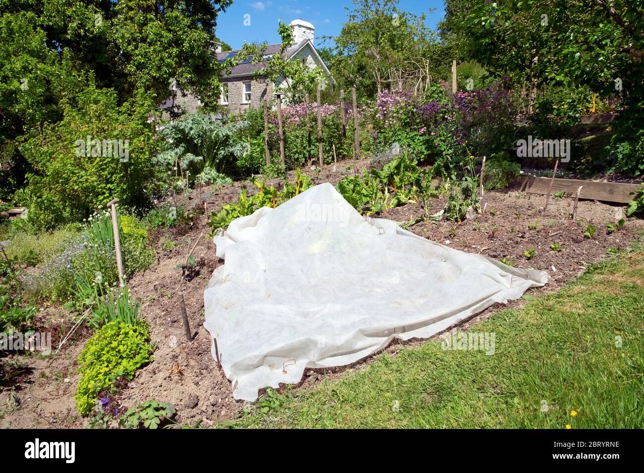 Jardin potager en printemps sec avec protection contre le gel polaire en mai 2020 et maison de campagne à Carmarthenshire pays de Galles UK KATHY DEWITT Banque D'Images