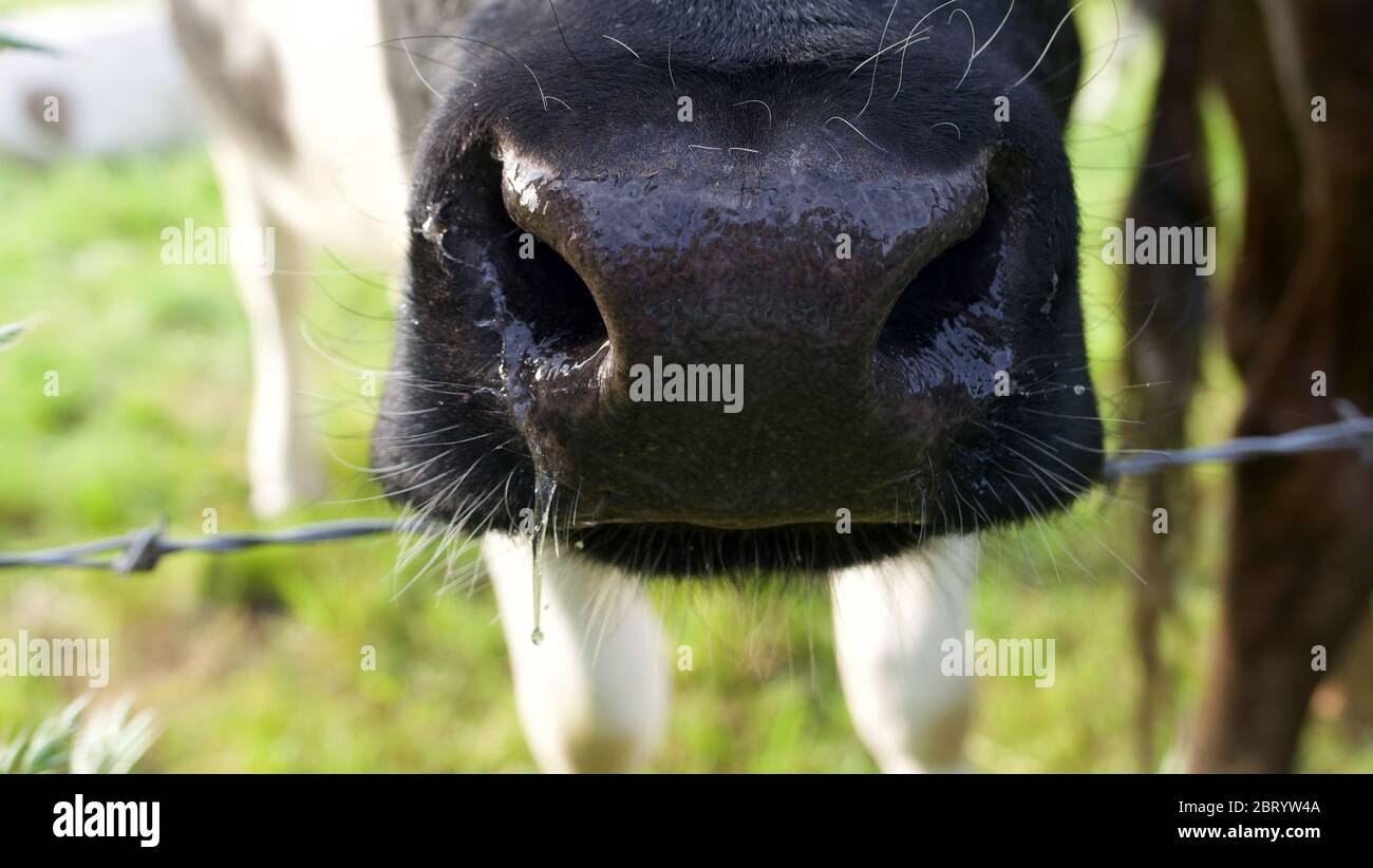 Gros plan du nez de la vache avec de la chaux suspendue à la narine Banque D'Images