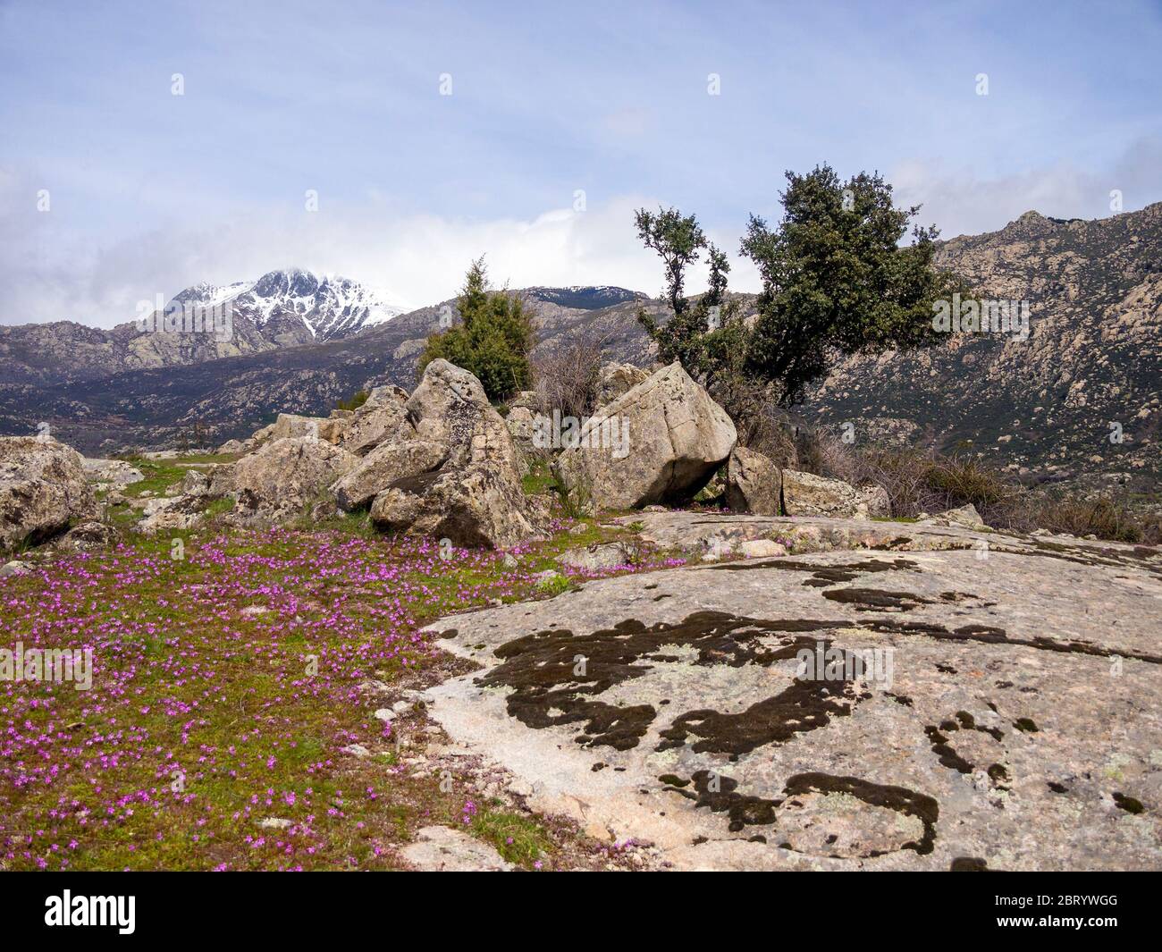 Paisaje con flores en la Sierra de Guadarrama. Madrid. Espagne Banque D'Images