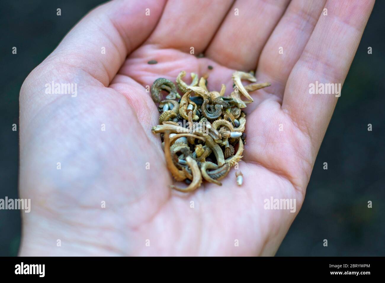 Main tenant une sélection de graines de fleurs sauvages de prairie mélange pour attirer les abeilles et les papillons dans le jardin et aider à maintenir et encourager la population Banque D'Images