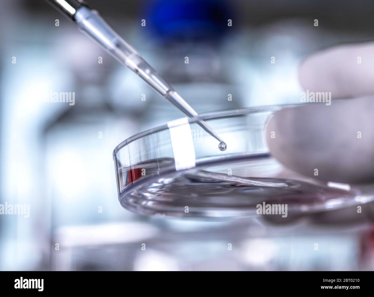 Un scientifique pipetant un échantillon dans une boîte de Petri contenant des cellules au cours d'une expérience en laboratoire. Banque D'Images