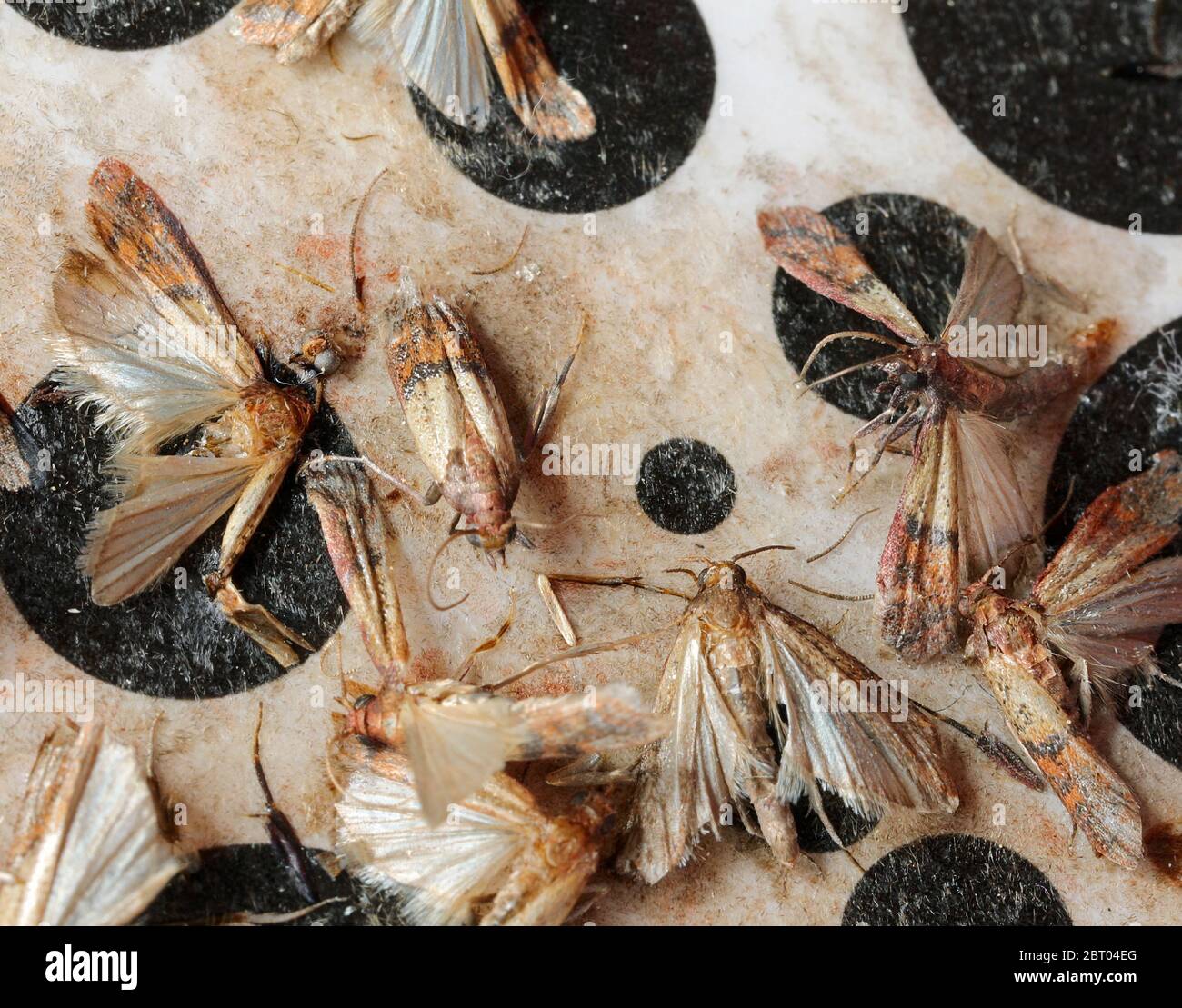 La farine d'indiangéne morte se met sur l'appât de phéromone avec un puissant adhésif pour capturer les insectes nuisibles Banque D'Images