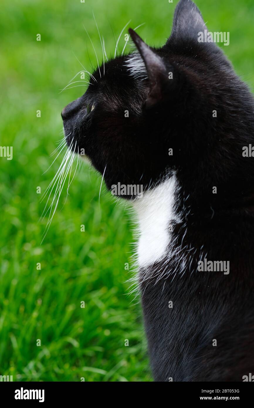 Chat noir et blanc regardant dans la distance Banque D'Images