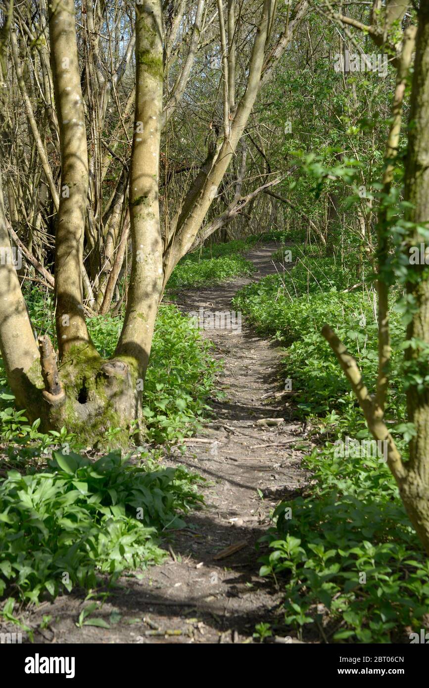 Village de Boughton Monchelsea, Kent, Royaume-Uni. Sentier à travers les bois Banque D'Images