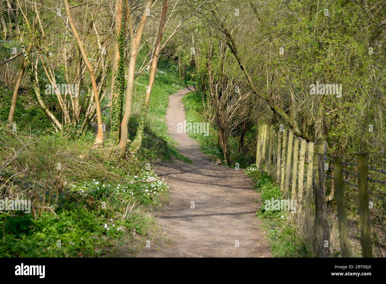 Village de Boughton Monchelsea, Kent, Royaume-Uni. Sentier à travers les bois Banque D'Images