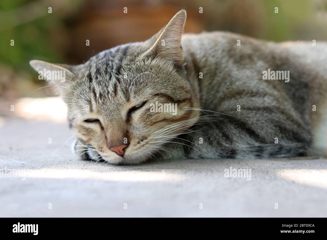 Un chat à la peau d'un taumbere avec les yeux fermés, allongé sur le sol. Banque D'Images