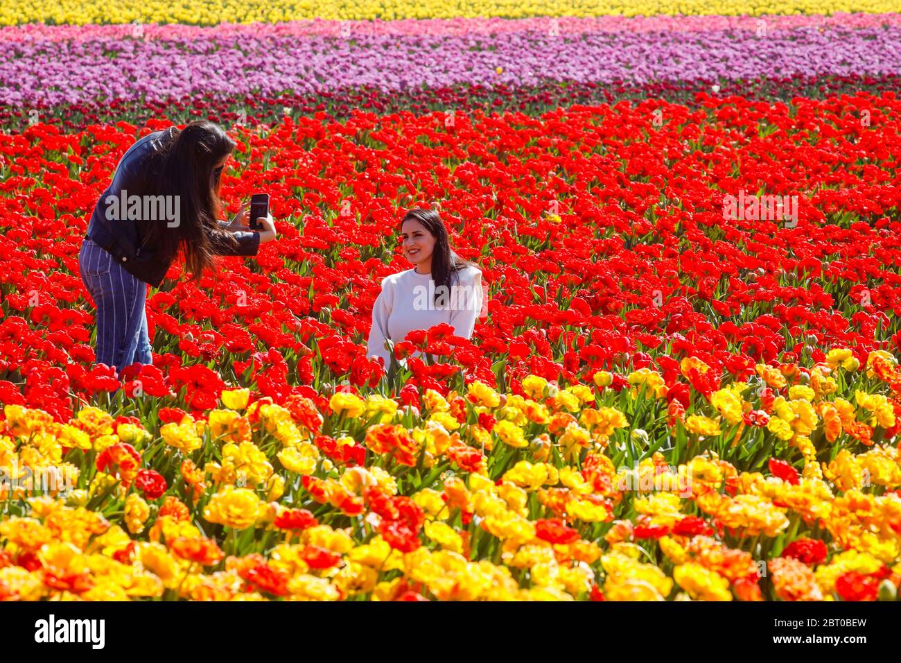 Grevenbroich, Rhénanie-du-Nord-Westphalie, Allemagne - les tulipes colorées fleurissent dans un domaine de tulipes, les jeunes femmes prennent des photos d'elles-mêmes dans une mer de fl Banque D'Images