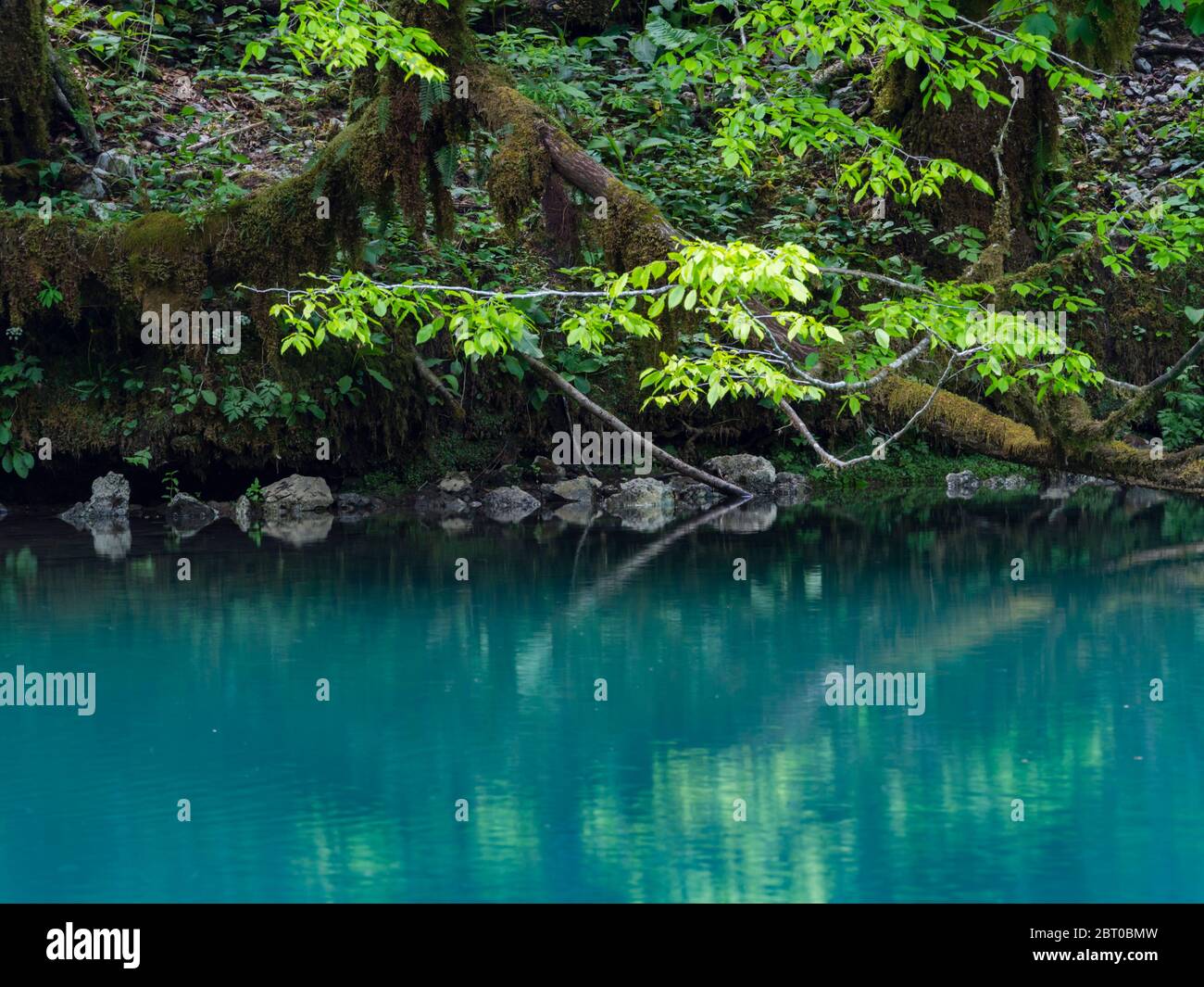 Printemps magnifique couleur verte nature dans la forêt près de la source de la rivière Kupa en Croatie Europe Banque D'Images