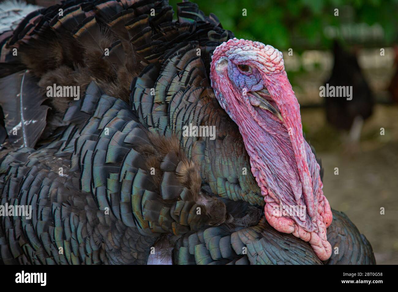 Portrait d'un dindon mâle (meleagris gallopavo) avec fond flou Banque D'Images