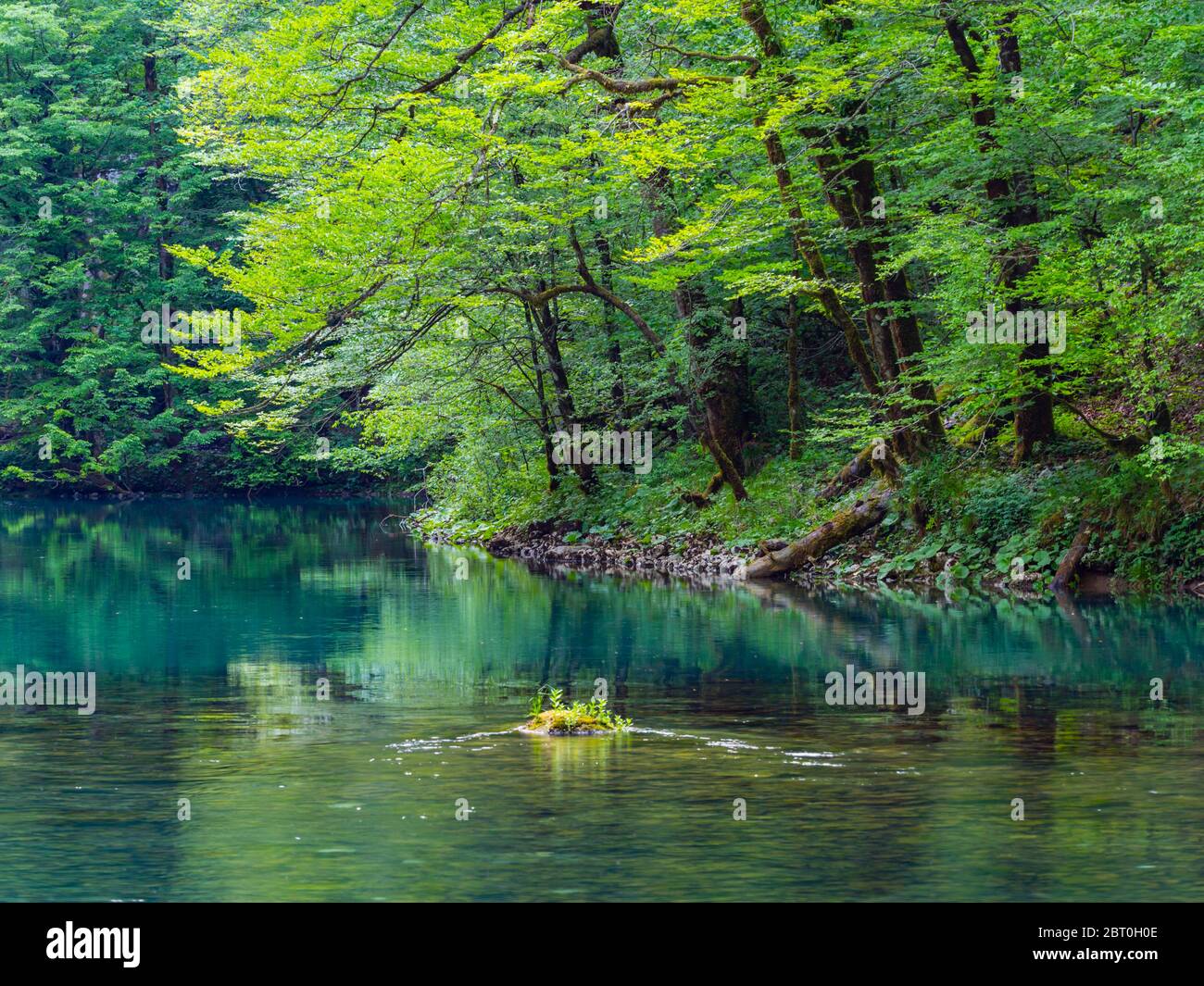 Printemps magnifique couleur verte nature dans la forêt près de la source de la rivière Kupa en Croatie Europe Banque D'Images