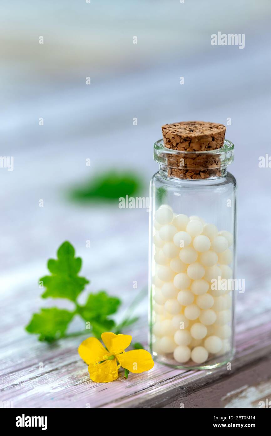 Fleurs le millepertuis ou Hypericum perforatum. Cette plante est utilisée dans la thérapie de fines herbes Banque D'Images