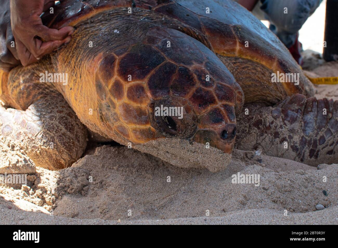 Tortue-Loggerhead mâle, surnommée Djalo, étiquetée avec un émetteur GPS pour le suivi sur l'île de Boa Vista, au Cap-Vert Banque D'Images