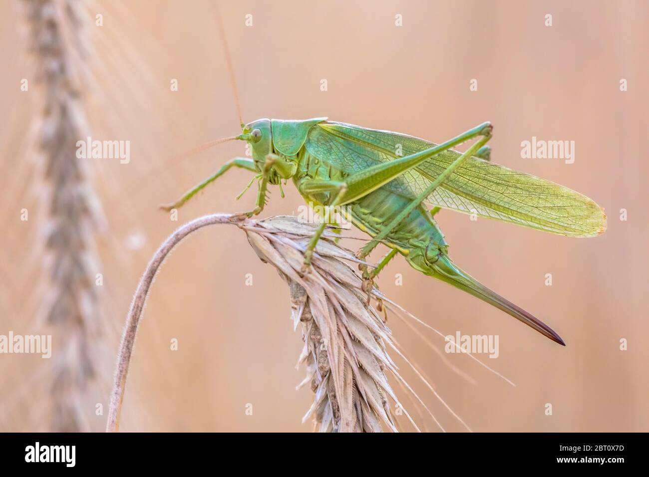 Grand cricket vert de brousse (Tettigonia viridissima) perché sur la branche dans le champ de grain. Banque D'Images