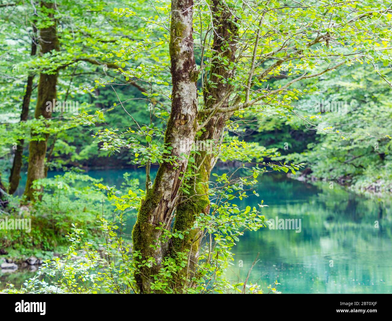 Deux arbres coupent la couleur naturelle du vert de printemps dans la forêt près de la source de la rivière Kupa en Croatie Europe Banque D'Images