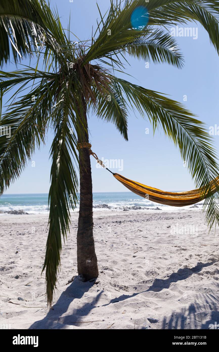 Vue magnifique sur une plage avec un palmier et un hamac attaché à elle Banque D'Images