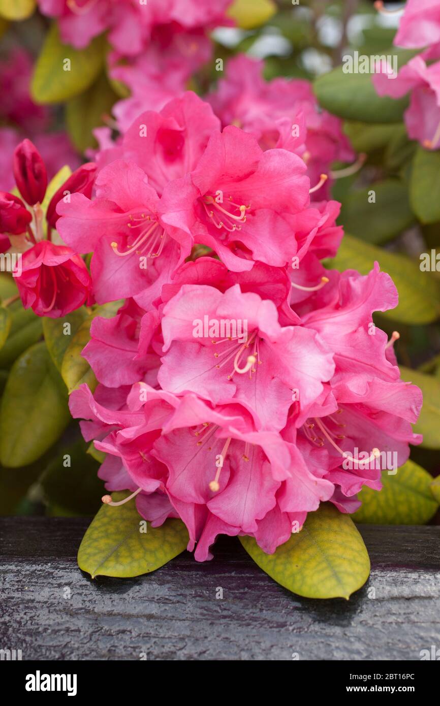 Une rose Alpen une espèce de Rhododendron avec le nom botanique Rhododendron ferrugineum Banque D'Images